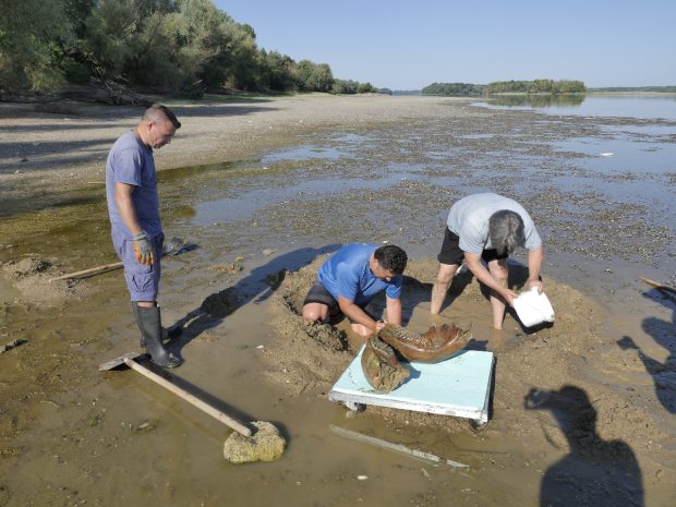 Dunărea a secat în Bulgaria atât de mult, încât au putut fi descoperite rămășițele unui mamut