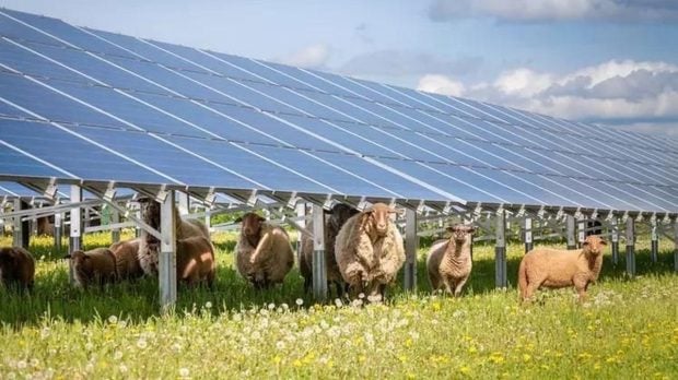 Compania germană PNE lansează un parc agrivoltaic de aproape 100 MW în Bihor, combinând agricultura cu energia solară