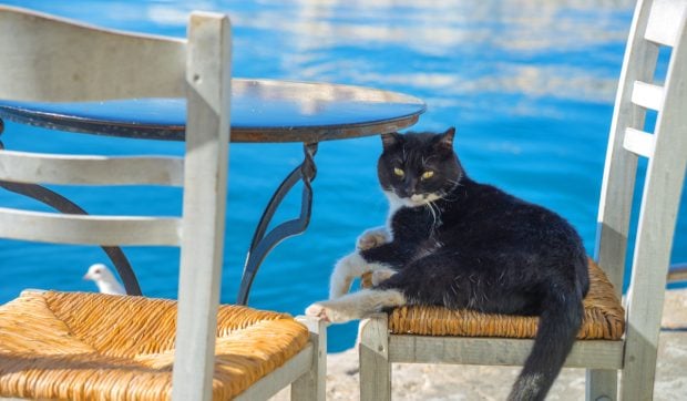 Taverna din Grecia unde nimeni nu are voie să stea la masa 6. Scaunul este rezervat exclusiv unei pisici