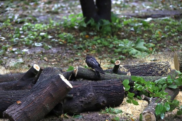 Furtuna devastatoare din București și Ilfov: peste 1.000 de copaci doborâți, sute de case inundate și 456 de mașini avariate