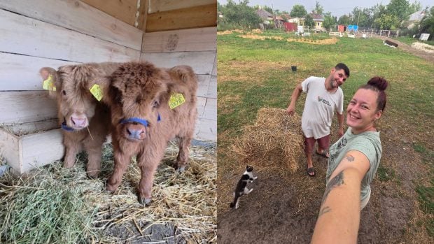 Doi tineri din București s-au mutat în comuna Dor Mărunt unde cresc văcuțe dintr-o rasă rar întâlnită în România