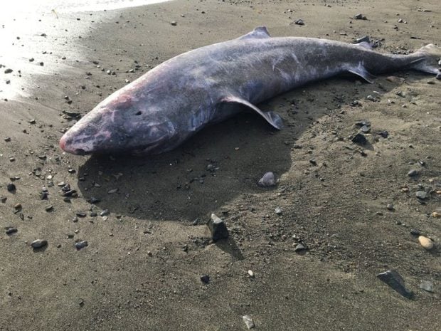 Un rechin în vârstă de peste 150 de ani care a eșuat pe o plajă din Irlanda i-a fascinat pe cercetători: este considerat tânăr pentru specia lui