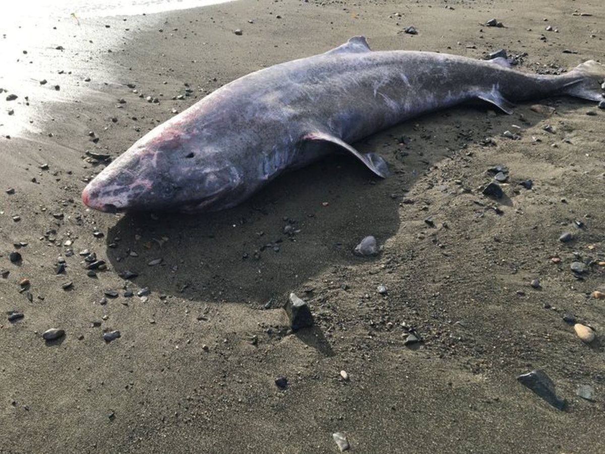 Poza pentru articolul Un rechin în vârstă de peste 150 de ani care a eșuat pe o plajă din Irlanda i-a fascinat pe cercetători: este considerat tânăr pentru specia lui