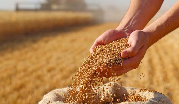 Alimentele s-ar putea scumpi, după ce valul de căldură din Europa a distrus culturi de 2 miliarde de euro