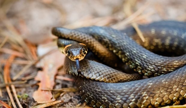 O specie neobișnuită de șerpi a apărut într-o mare capitală europeană și le-a dat cercetătorilor motive de îngrijorare