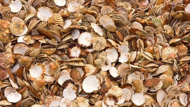 SUA au aruncat 500.000 de tone de cochilii de stridii în ocean în 2007 și a creat un nou habitat pentru mii de specii marine