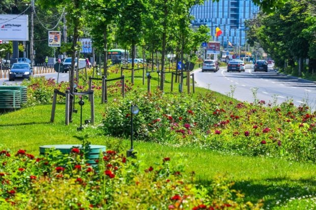 Primăriile de sector din București pregătesc investiții record de peste un miliard de euro pentru spațiile verzi până în 2030