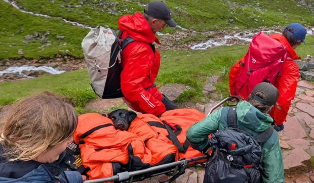 Tokyo, un labrador de 25 de kilograme, coborât „drogat” pe targă de pe cel mai înalt munte din Marea Britanie