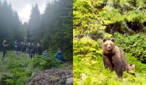 37 de turiști polonezi evacuați de jandarmi după întâlnirea cu o ursoaică și puii săi pe muntele din Vatra Dornei