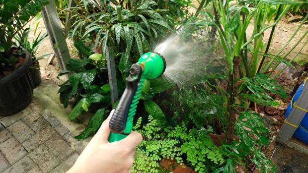 Ghidul udării corecte pe timp de caniculă: când, cât şi cum udăm plantele