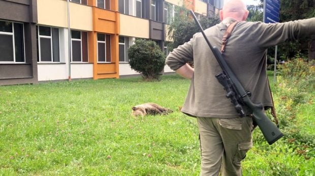 Un urs s-a plimbat în curtea unui liceu din Sibiu. A fost transmis mesaj RO-Alert la ora 5 dimineața, iar animalul a fost prins și tranchilizat