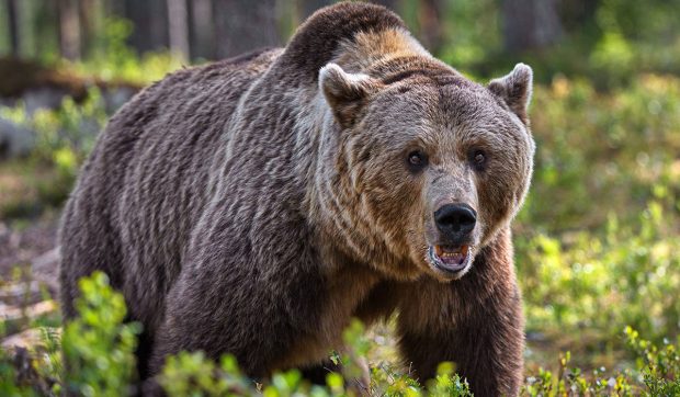 Un urs de 300 de kilograme a atacat oamenii care îl salvaseră dintr-o fântână, în India | VIDEO