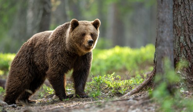 Un bărbat rănit după ce a fost atacat de urs în apropierea barajului Voina, Argeș