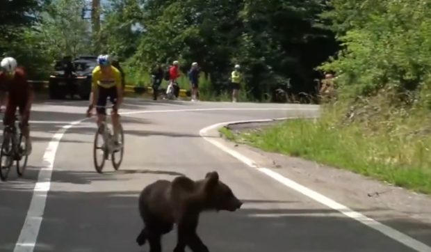 Un ursuleț le-a tăiat calea cicliștilor la Turul Ciclist al Sibiului, iar momentul a ajuns în presa sportivă internațională | VIDEO