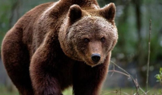 Autoritățile din Brașov împușcă o ursoaică după ce aceasta a pătruns în oraș, o altă femelă cu pui a fost alungată în pădure