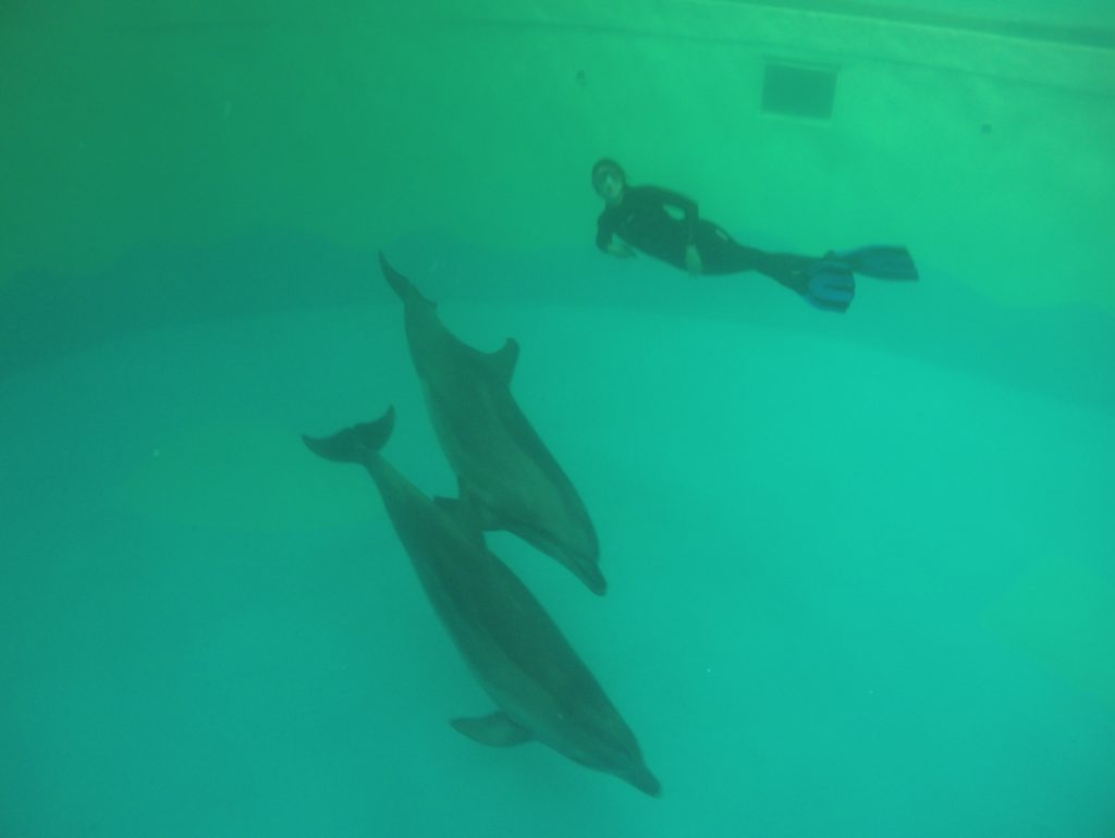 Viața fascinantă a unui instructor de mamifere marine la Delfinariul din Constanța: Descoperă secretele acestei meserii rare! 7 08131000