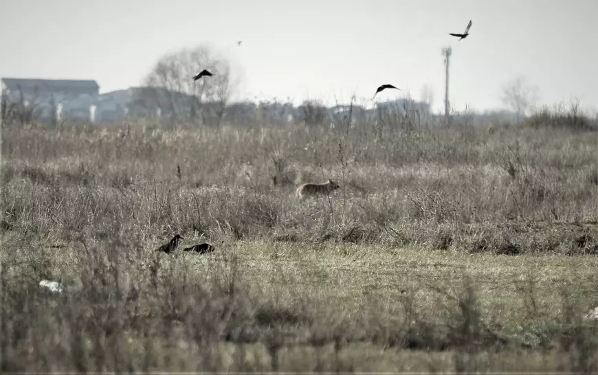 Clasare în cazul Anei Oroş, femeia ucisă de câini lângă Lacul Morii din Bucureşti. „Fapta nu e prevăzută de legea penală”, deşi a existat un „mediu propice haitei de câini”, spun magistraţii 