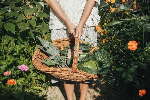 Permacultura – o soluție sustenabilă pentru agricultură și mediu