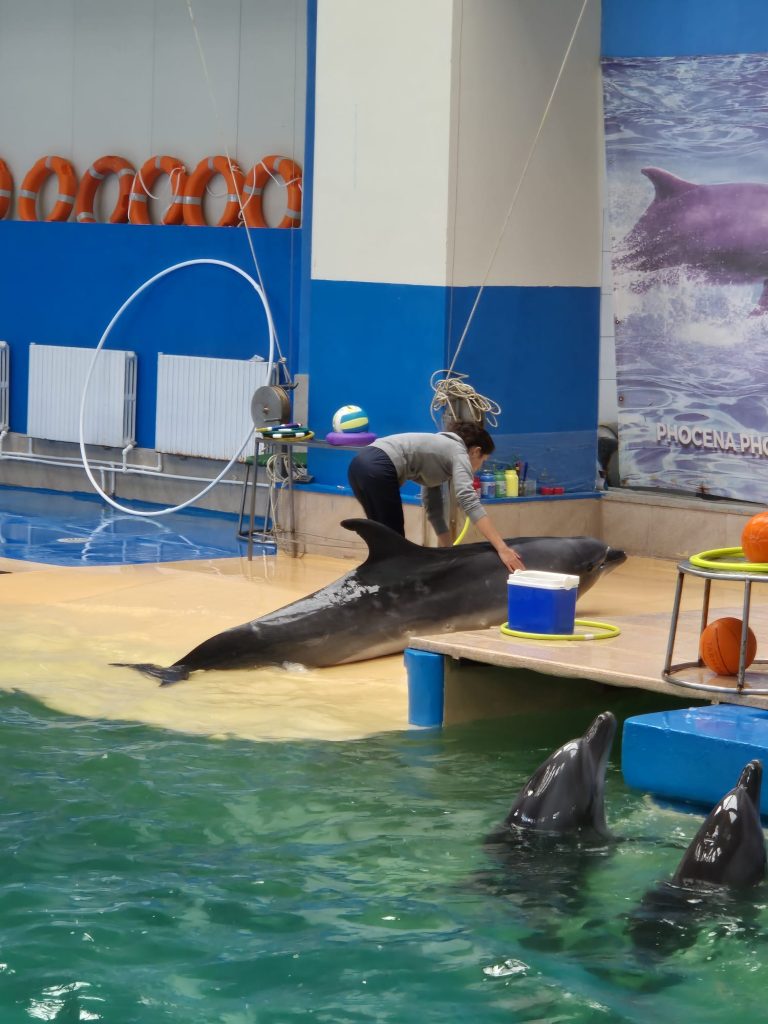 Viața fascinantă a unui instructor de mamifere marine la Delfinariul din Constanța: Descoperă secretele acestei meserii rare! 4 c9590676 8c80 43dd b64b d8b70bd2fcad