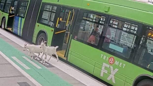 Două capre au urcat pe neașteptate într-un autobuz din Portland și au ajuns la un centru comercial
