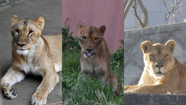 Trei leoaice din Tokyo au pierdut lupta cu canicula extremă, alarmând grădina zoologică Tama