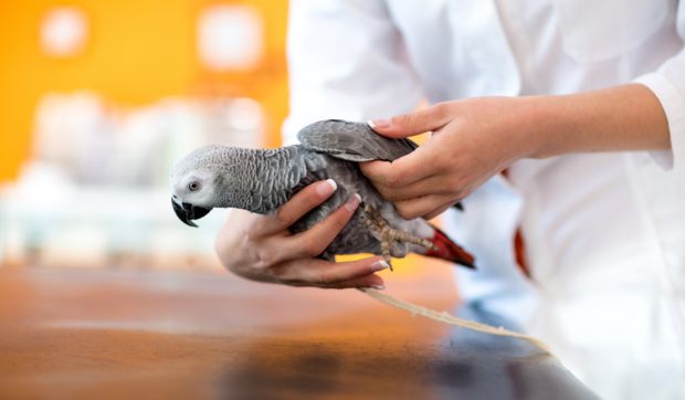 Îngrijirea animalelor exotice: afecțiuni comune și importanța controlului veterinar specializat