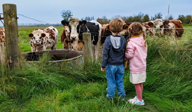 Cum poți petrece un weekend diferit la munte în România: 33 de ferme din Harghita își deschid porțile pentru turiști și copii