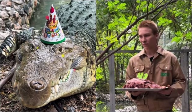 Crocodilul Fidel a ajuns la 40 de ani și a primit un tort special din carne de vită