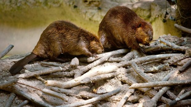 10.000.000 de euro pentru protejarea castorului și păsărilor rare. Ministerul Mediului caută parteneri pentru biodiversitate
