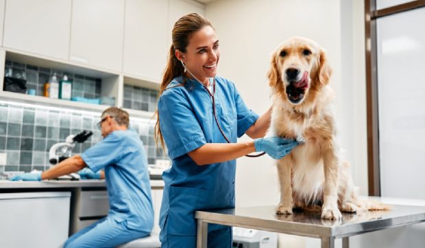 „E o facultate mai grea decât Medicina umană, iar practica te omoară”. Cu ce traume nevăzute se confruntă medicii veterinari din România