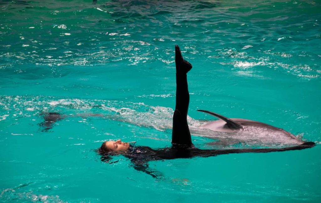 Viața fascinantă a unui instructor de mamifere marine la Delfinariul din Constanța: Descoperă secretele acestei meserii rare! 9 messengercreationbb048cf9 d1aa 4ed7 a47a 8327727d4375