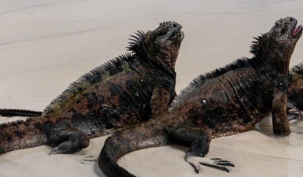 O femeie din Rusia a fost prinsă pe un aeroport din Ecuador cu 32 de iguane marine ascunse în geamantan