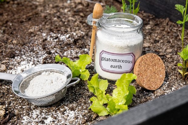 Pământul de diatomee: un aliat natural versatil în agricultură, industrie și sănătate