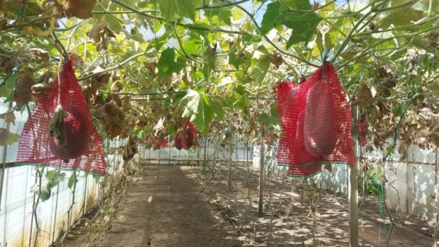 Un fruct exotic din Buzău, pepenele de iarnă, promite să revoluționeze păstrarea alimentelor în România
