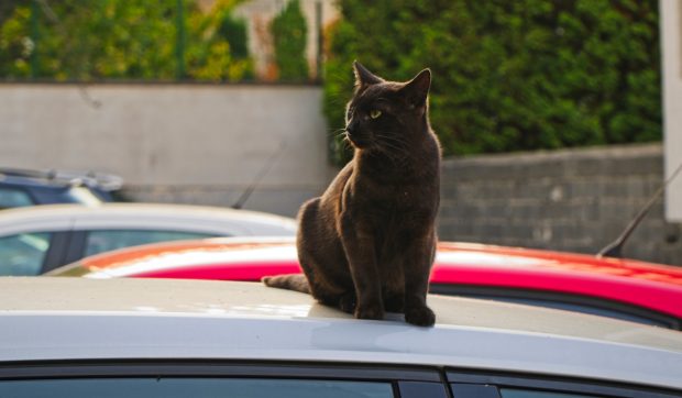 O familie franceză petrece zile în căutarea pisicii pierdute pe autostradă: „Nimic nu este imposibil”