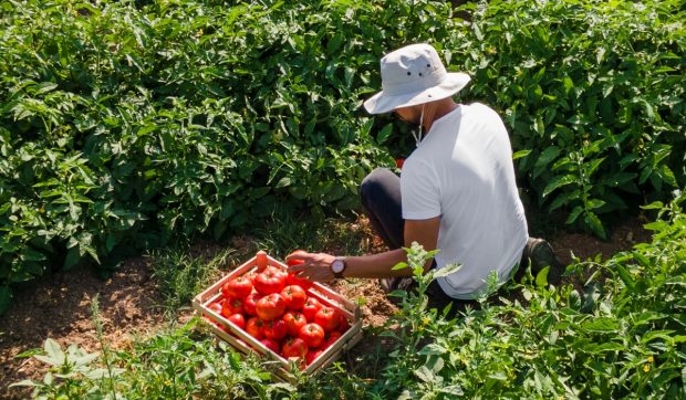 Un tânăr român a murit în Italia când culegea roșii pe câmp, la 40 de grade Celsius