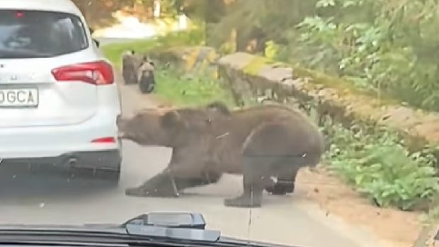 O ursoaică a smuls bara unei mașini în coloană pe Transfăgărășan, în timp ce puii săi se aflau în apropiere