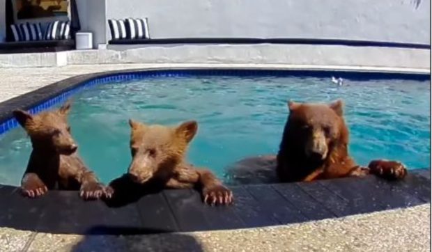 O familia și-a cumpărat o casă în Los Angeles, dar după câteva zile s-a trezit cu trei urși care fac zilnic baie în piscină