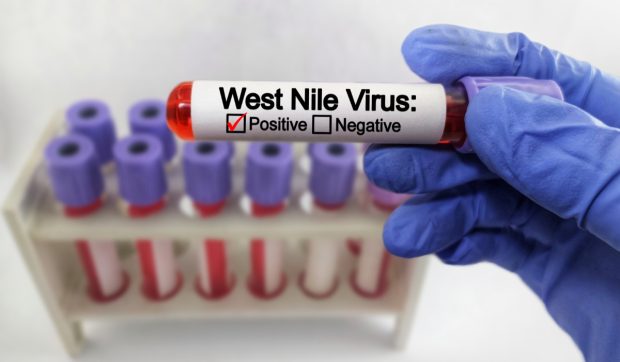 Virusul West Nile a fost depistat în 12 țări europene: Măsurile cerute de experți și bilanțul din România