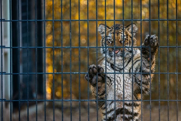 Grădina zoologică ilegală din Dâmbovița, din nou anchetată pentru deținere ilegală și trafic de animale sălbatice