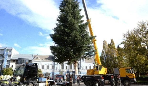 Se caută deja bradul de Crăciun, într-un oraș din Ungaria: să aibă cel puțin 10-12 metri și să fie natural
