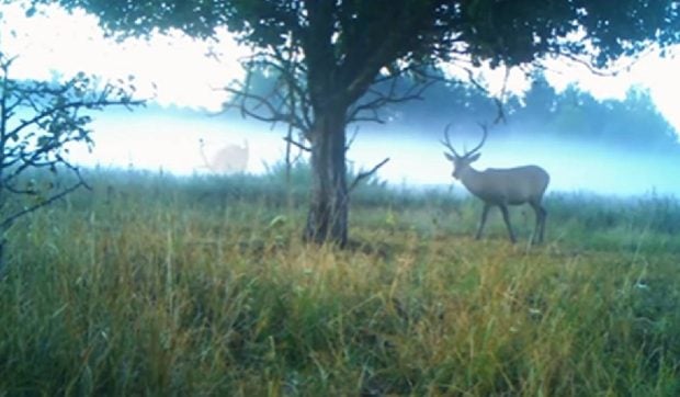 Cum au ieșit cerbii de la Cernobîl să se ospăteze cu fructe și iarbă: scene desprinse parcă dintr-un film VIDEO