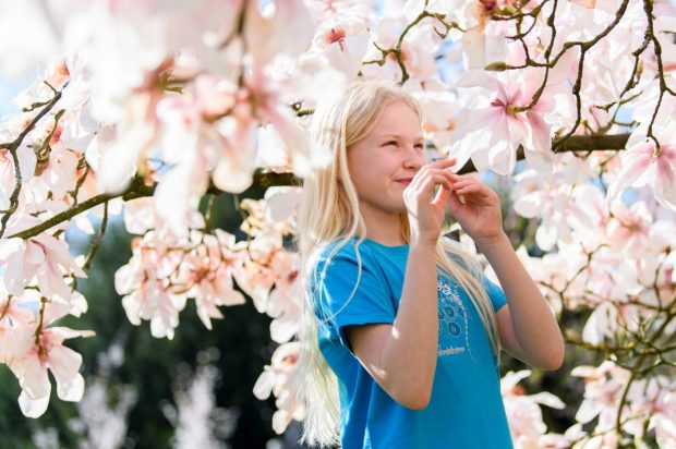 Magnoliile au înflorit din nou, în Oradea: „Confuzie hormonală cauzată de climă”