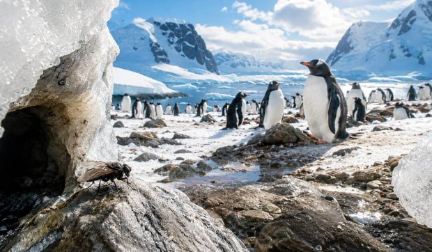 O muscă din Arctica a ajuns în Antarctica și s-a instalat lângă pinguini. Oamenii de știință încearcă să o oprească