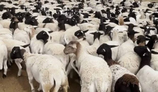 5.500 de oi de peste 1,7 milioane de dolari au dispărut dintr-o fermă din Australia. Poliția caută urmele turmei uriașe