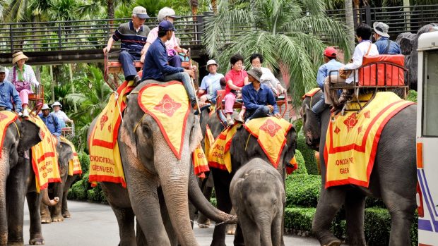 Experiențele turistice populare pe care ar trebui să le eviți în vacanță. Ce abuzuri se ascund în spatele atracțiilor din Asia, Africa sau Emirate