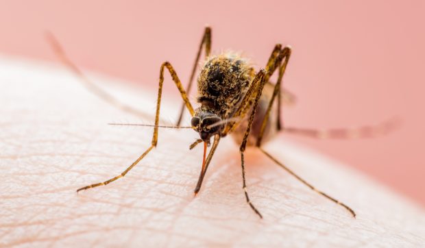 Tot ce trebuie să știm despre virusul West Nile. Tudor Ciuhodaru explică cum ne protejăm, care sunt primele simptome, ce tratament există și cine sunt cei mai afectați pacienți